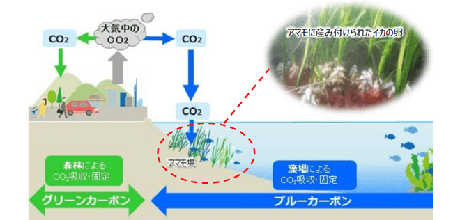 脱炭素｜ブルーカーボンクレジットの仕組みとCO2削減効果は？