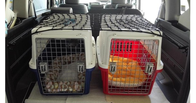 愛犬とのEVカーライフに向いている車の選び方
