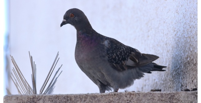 太陽光パネルは鳥に壊されることがある