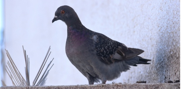 「太陽光パネルの汚れを防ぐ」工夫