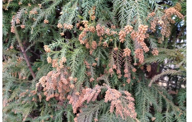 花粉の種類と飛散時期による影響の違い